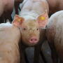 Feeder-pig-840.jpg