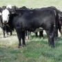 The fallout risk involved with feed¬ing natural cattle is substantial.