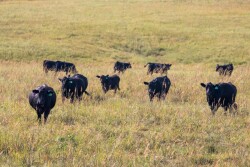 KSU cows
