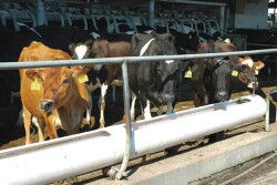 Dairy