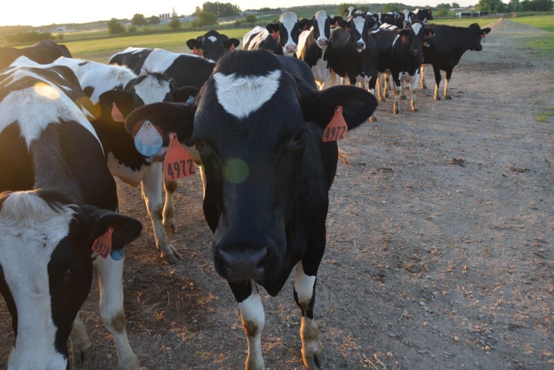 Heifers need to be 85% of mature body weight after calving.