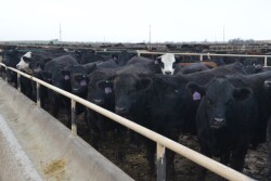 BT_Feedlot_Cattle_Bunk