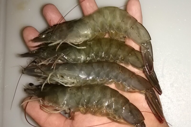 Inland shrimp farming