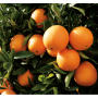 wc citrus