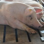 Hutchinson, a Republican, said the state signed an agreement with the operators of the C&H Hog Farm and will receive a conservation easement that will permanently prohibit similar farming operations on its site. 