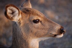 New study indicates captive Texas deer can contract, likely transmit SARS-CoV-2 virus to each other.