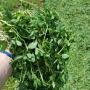 You can harvest quality alfalfa with the right tool at the right time.