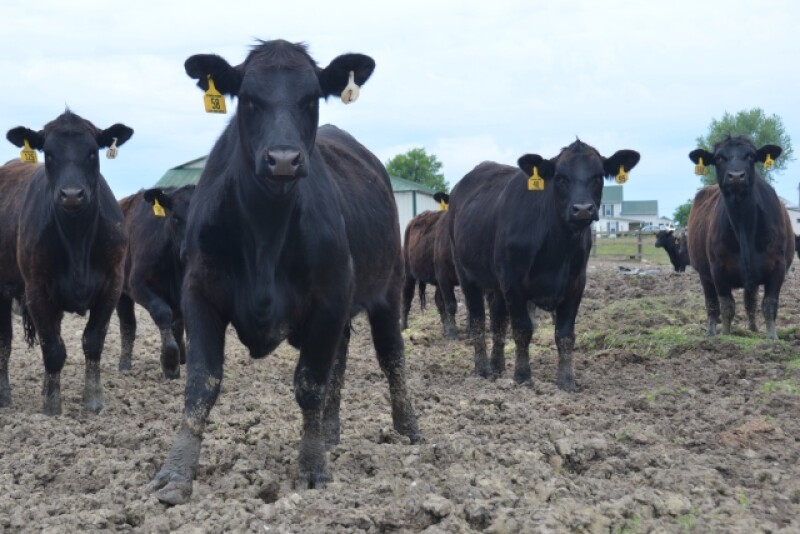BT_Replacement_Heifers