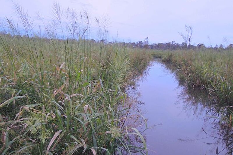 Wild rice may be finding its way back into Minnesota waterways.