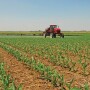 “The main troubles have been with glyphosate and glufosinate,” Amy Asmus says. “And I’m worried more about glufosinate.” 