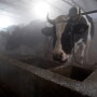 Chinese_Dairy