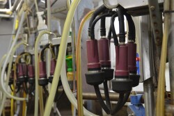 DT_Milking_Equipment_Empty_Parlor.JPG