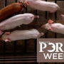 PORK Week pigs in barn