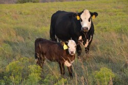 BT_Cow_Calf_3