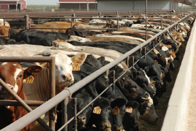 cattle feedyard 2