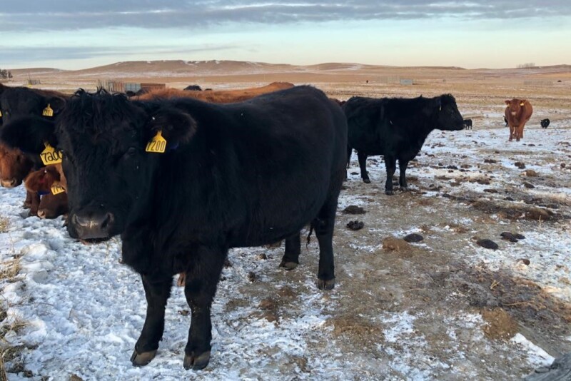 Cows in last trimester of pregnancy