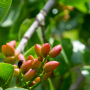 Pistachio orchard