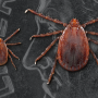 Longhorned tick