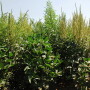 As the bullies of the plant world, weeds cost you time, money and energy. You need a comprehensive weed management plan that includes all the tools at your disposal. 
