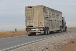 Livestock hauling