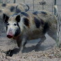 Feral Swine Wild Pig Colorado Parks and Wildlife