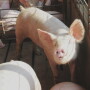 hogs_pigs_(12)
