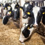 Holstein Cow Feedbunk TMR