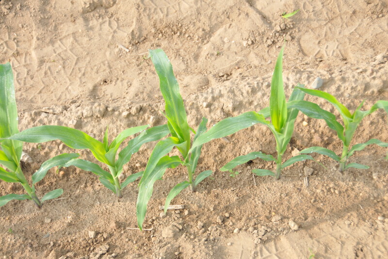 USDA's acreage numbers injected a substantial amount of uncertainty into both markets that appears set to stay in place throughout the summer, according to University of Illinois agricultural economist Todd Hubbs.
