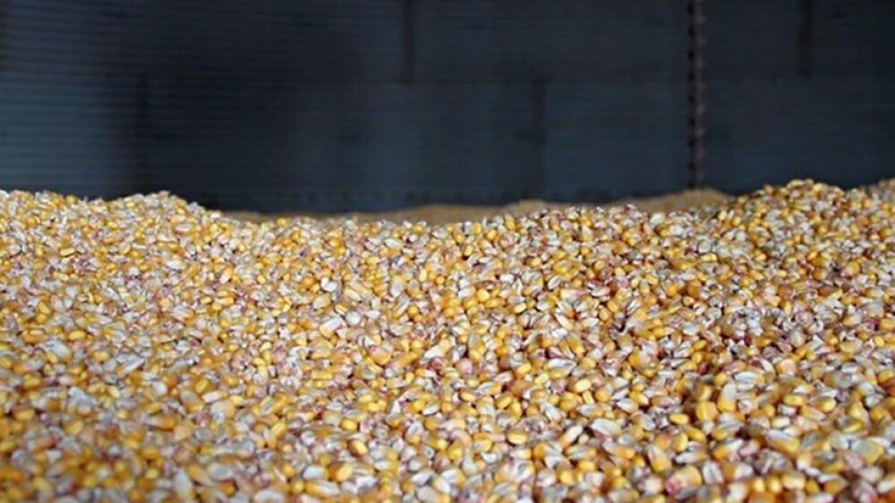 Corn in bin