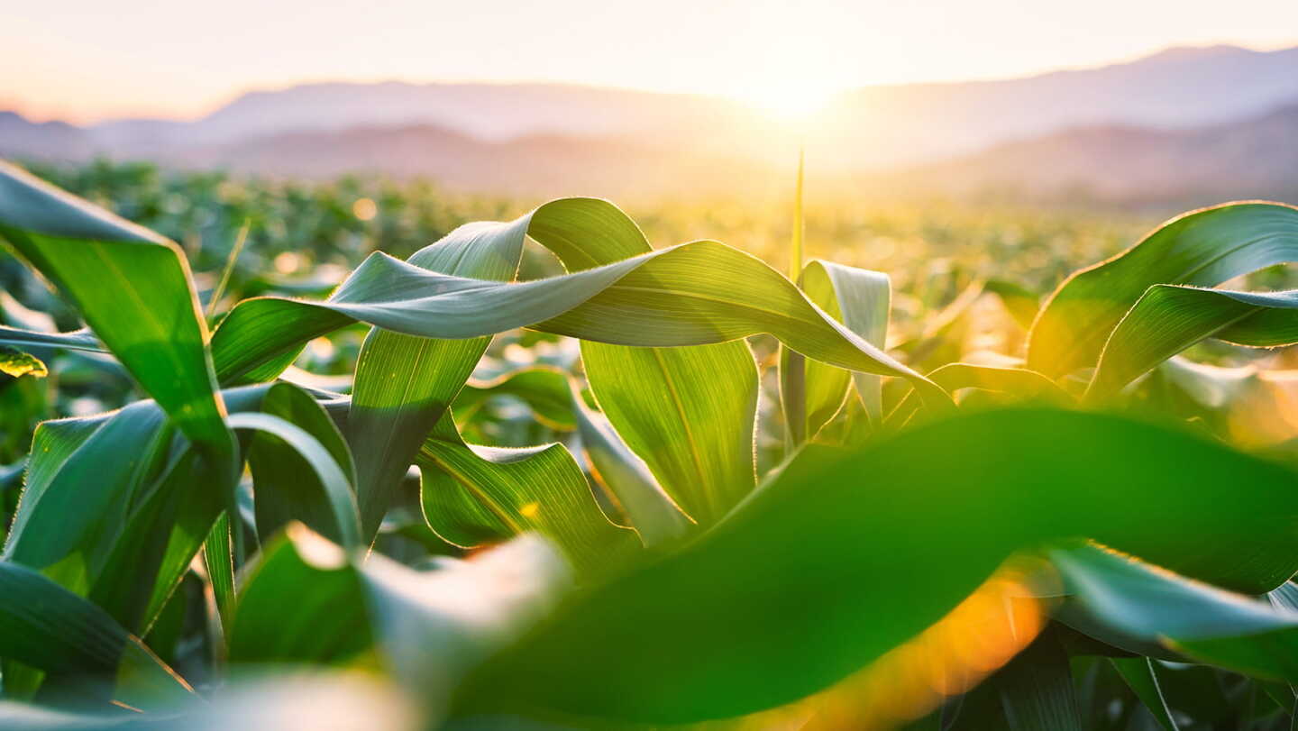 Tips for Sidedressing Fertilizer: Maximizing Nitrogen Applications in ...