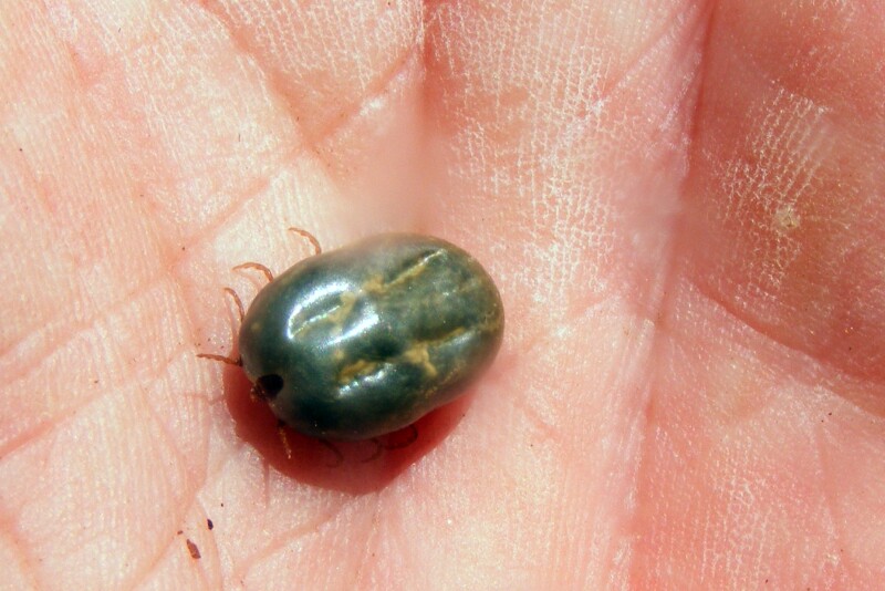 Ranchers along the U.S.-Mexico border say the disease carried by fever ticks has devastated their operations.