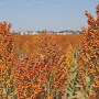 Where will grain sorghum acreage go in 2018 after 5.7 million planted acres in 2017?