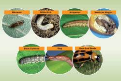 Avoid yield losses by scouting and addressing insects
