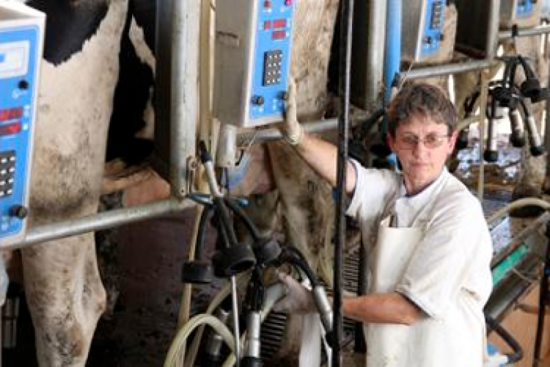 Dairy_Worker