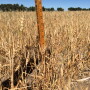 Drought stress