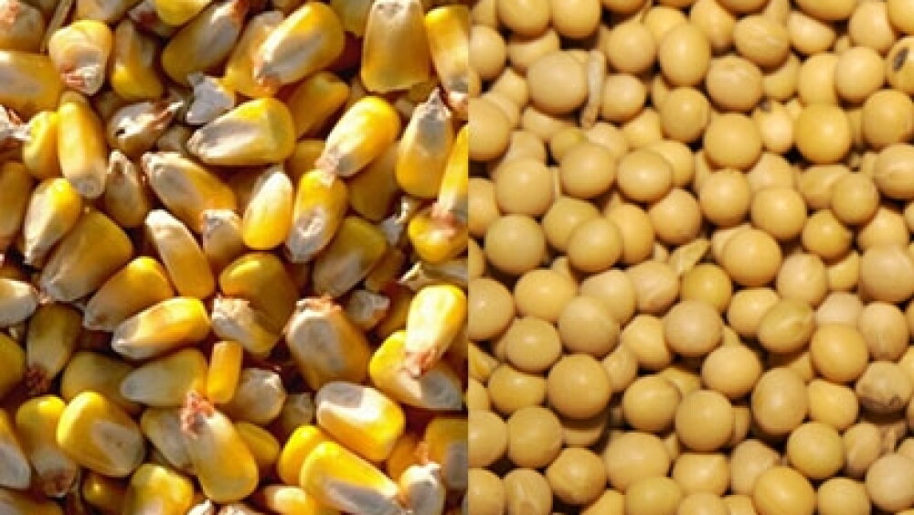 corn soybeans