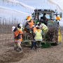 joli planting