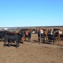 Starting Backgrounding Weaning Calves
