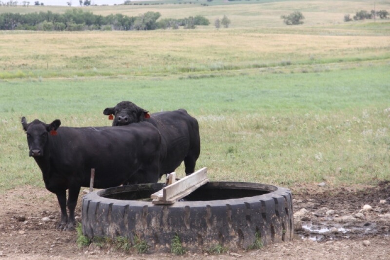The bottom line is that even a well-maintained pond rarely, if ever, can compare to water pumped into a trough, as long as the trough water source is good quality and not contaminated. 