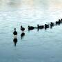 ducks-in-a-row