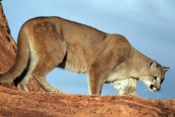 Mountain Lion