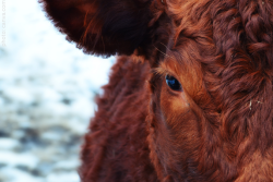 Red Calf