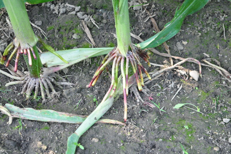 Mosaic is decreasing its phosphate supplies. Phosphorus is a critical component of root growth.