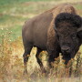Plans for construction of a packing plant for bison raised by Native tribes in Oklahoma is good news for tribal members.