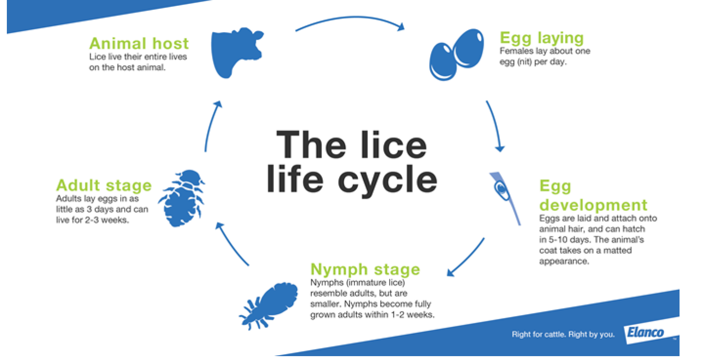 Lice.png