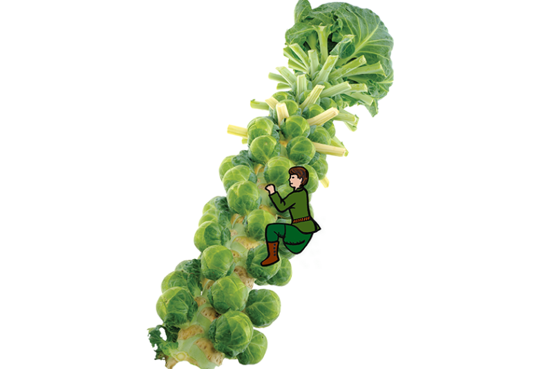 Brussels sprouts stalk with cartoon guy climbing it