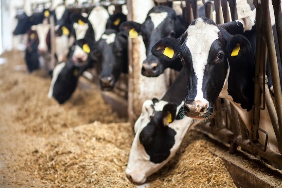 Dairy Cows TMR Feedbunk_Adobe Stock