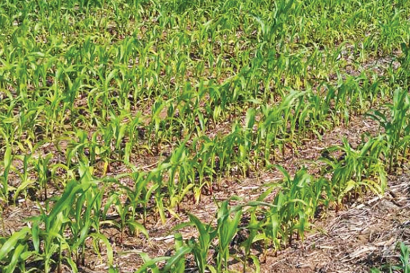 Pale color in new growth at the top of a corn plant, which might appear as yellow striping, is a symptom of sulfur deficiency.