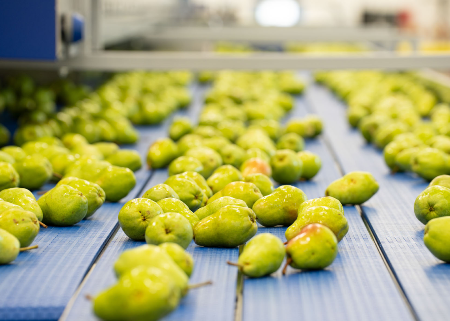 Stream Line Pears Pears on the Rebound this Season - The Packer