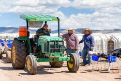 Employees feeding calves.